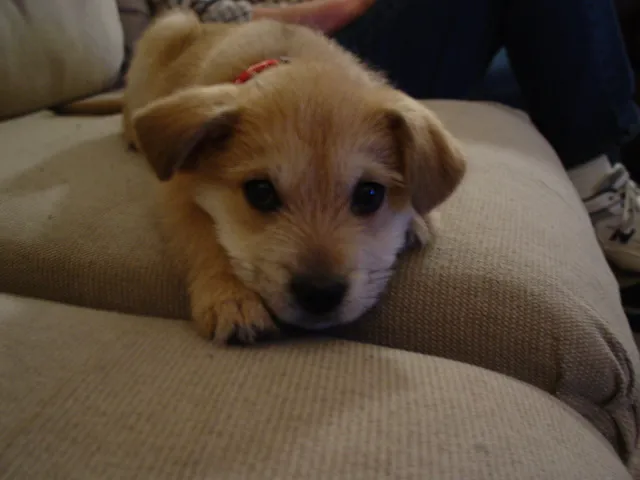 wilmington nc puppies