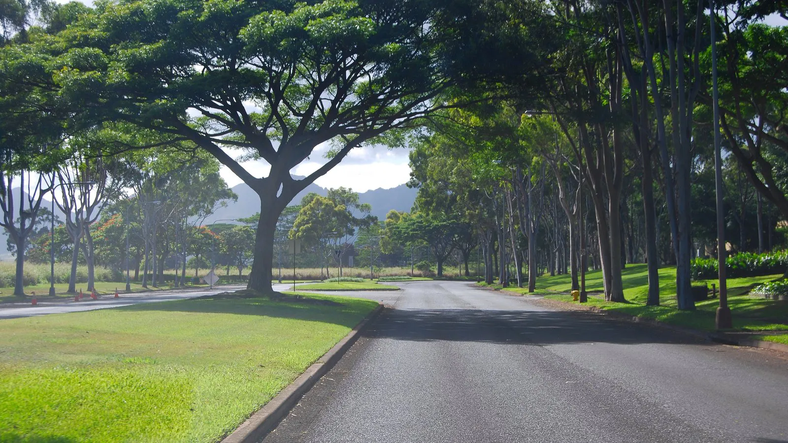 Tree-lined parkway with a wide lawn and monkeypod tree in Mililani, Oahu