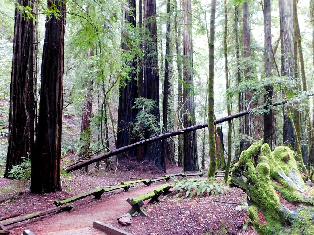 Towering old growth redwood trees in Armstrong Redwoods near Guerneville