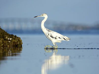 Pelican Marsh Real Estate