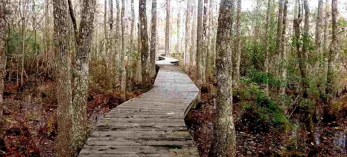 Wooded Walkways in Collins Creek Landing