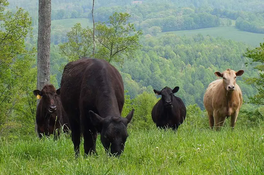 Cows on the Mountain West Jefferson NC