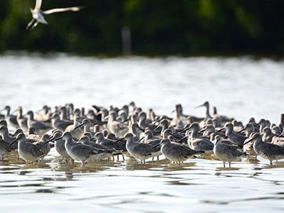 Pelican Landing Real Estate