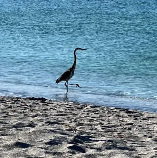 Heron along the Gulf Coast shoreline