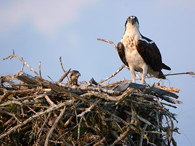 Gulf Harbour Real Estate