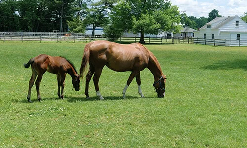 Las Vegas Horse (Equestrian) Properties for Sale