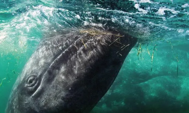 Baja Lifestyles | Whale Watching