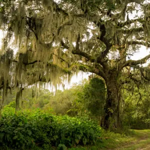 All Hilton Head Island 