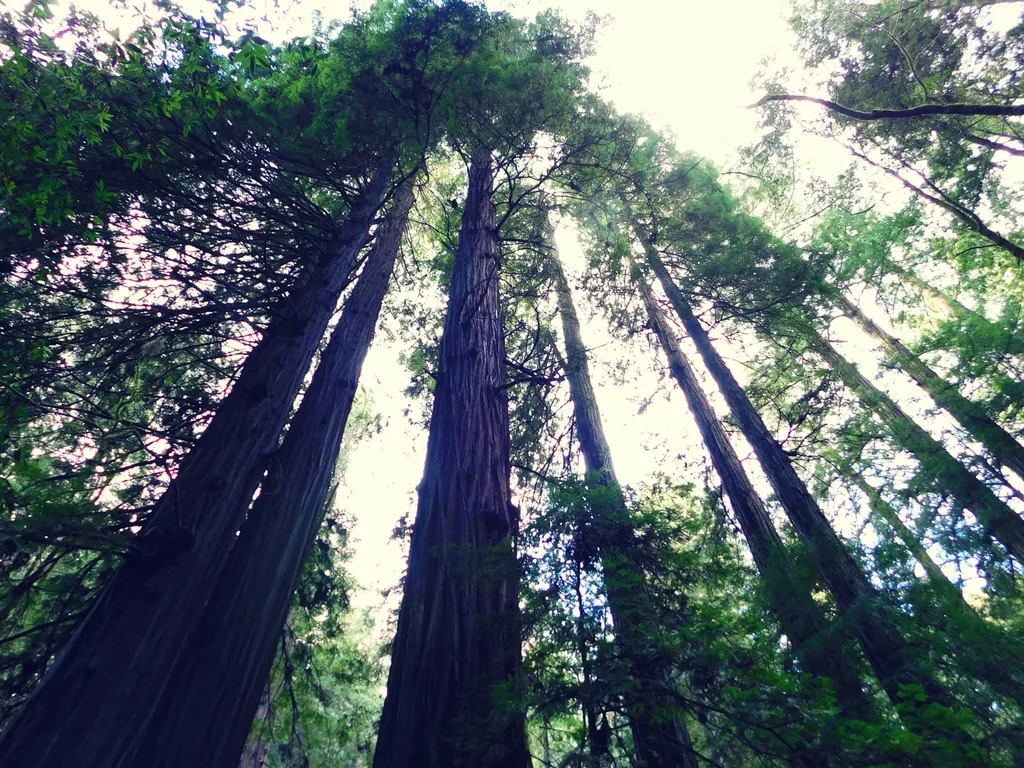 Ancient redwoods at Armstrong Redwoods State Natural Reserve near Guerneville