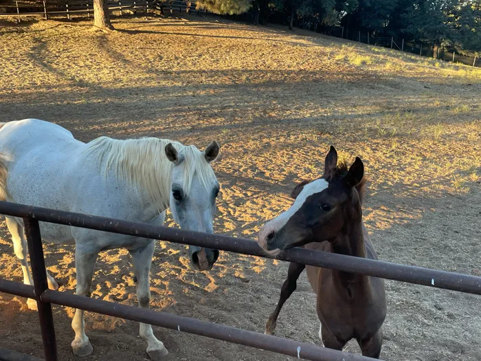 Homes for sale Cool CA - Auburn Lake Trails