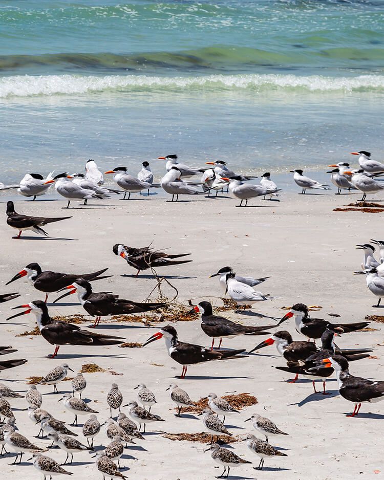 Redington Shores Real Estate