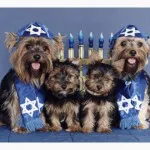 HanukkahYorkieCard
