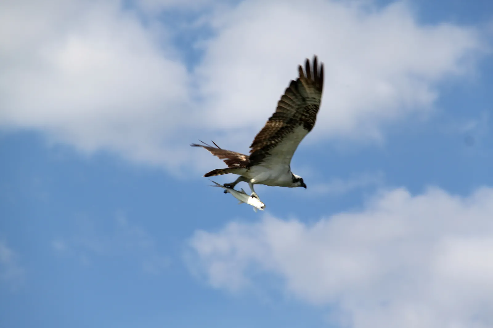 Osprey with a fish near the Imperial River in Bonita Springs