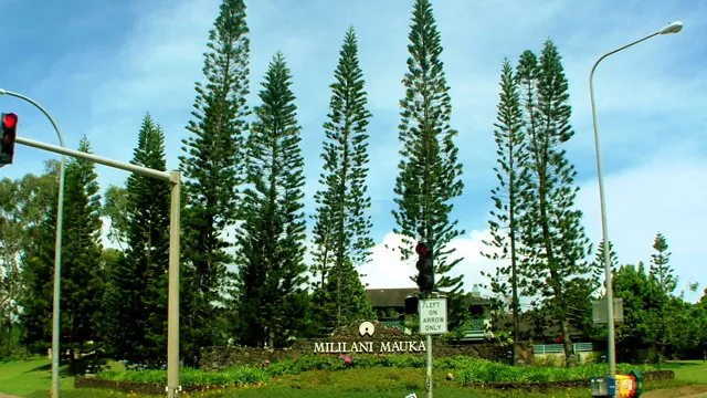 Mililani Mauka community entry sign framed by tall Norfolk pines