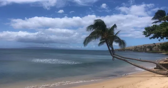 A Maalalea beach with white sand and palm trees.