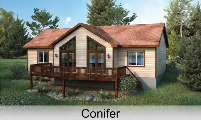 Conifer