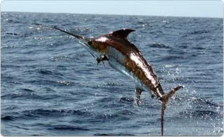 Los Cabos Marlin