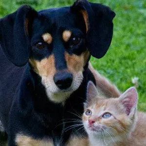 Condos that allow Pets