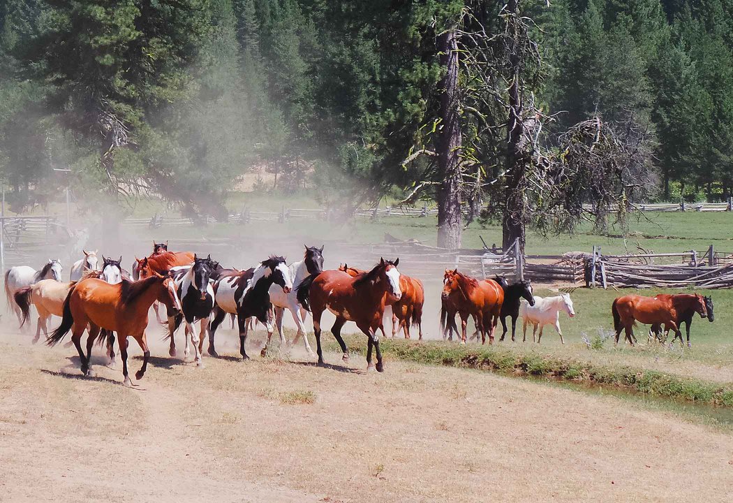 Horses running in Idaho