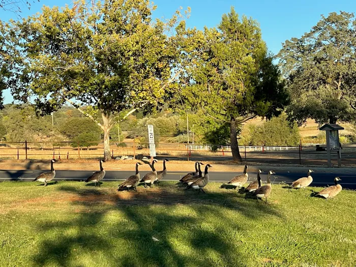 Homes for sale Cool CA - Auburn Lake Trails