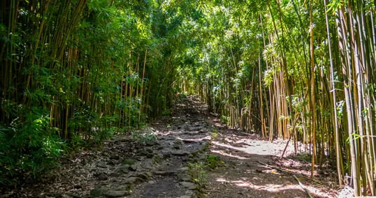 A dense forest in Haiku