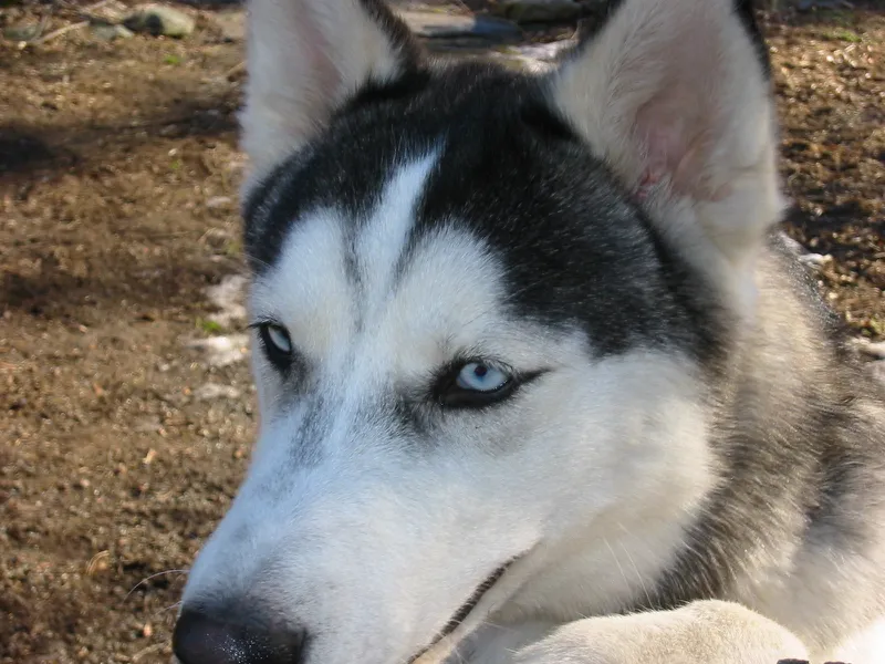 wilmington nc husky dog