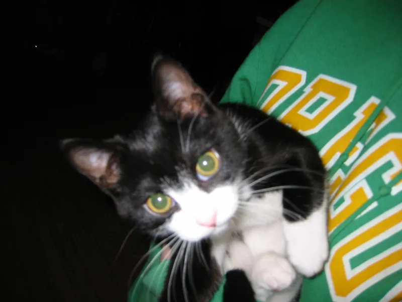 wilmington nc kitten