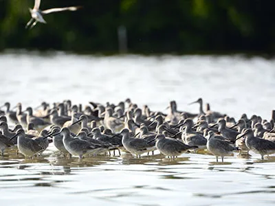 Pelican Landing Real Estate