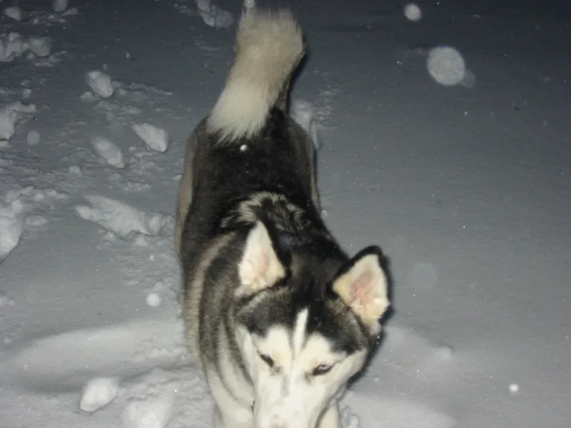 wilmington nc snow dog