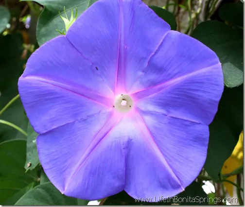 Rio Vista Morning Glory