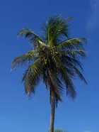 Case Key Palm Tree