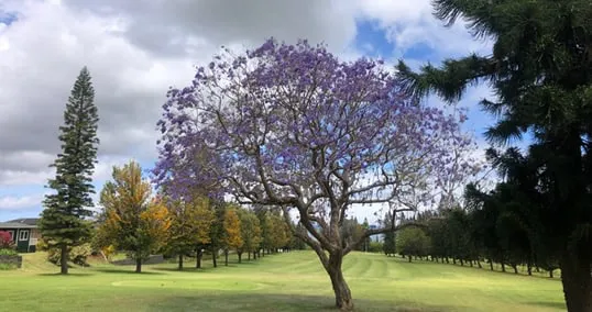 A flowering tree in Pukalani
