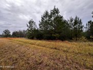 26800 Acres. Highway 613, Lucedale image