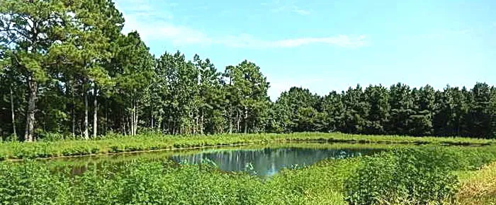 Pond in Anchor's Bend, Longs