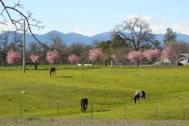 Palo Cedro, CA - Spring flowers with horses in the pasture