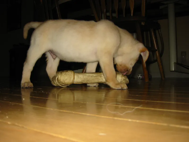 wilmington nc puppy picture