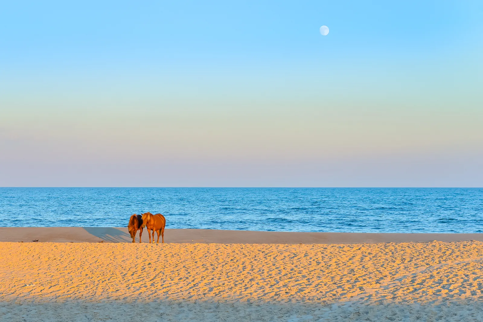Assateague South Point Homes, MD Condos for Sale