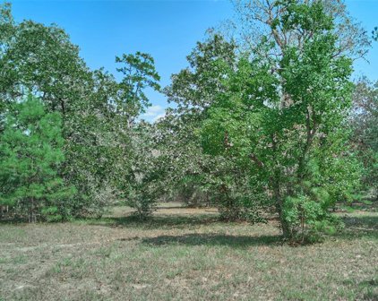16039 Yaupon Berry, Plantersville